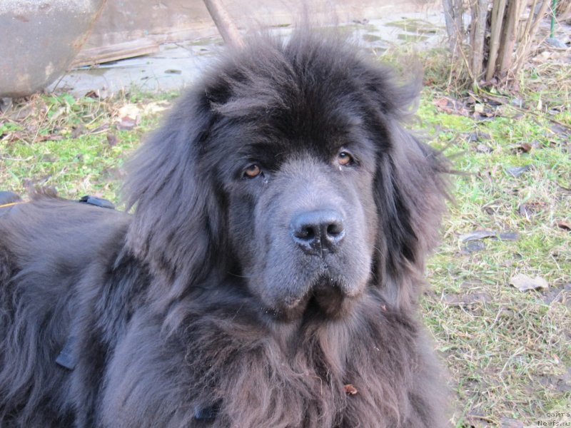 Фотография № 233314