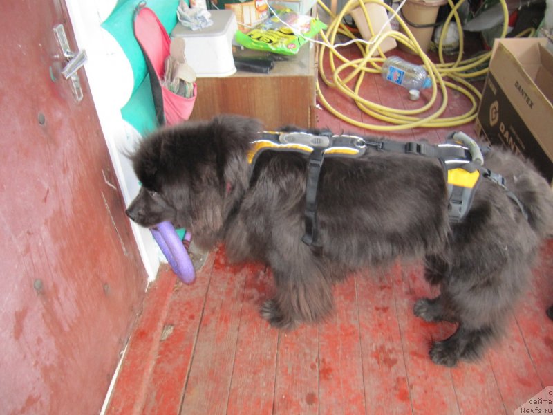 Фотография № 233317