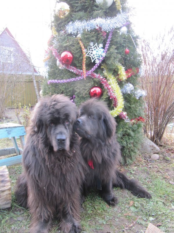 Фотография № 233319