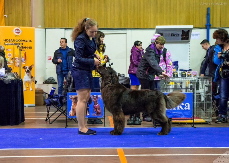 Фото: ньюфаундленд Brownblood MSK Drimi Ein (Браунблад МСК Дрими Эйн)