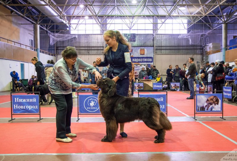 Фото: ньюфаундленд Brownblood MSK Drimi Ein (Браунблад МСК Дрими Эйн)