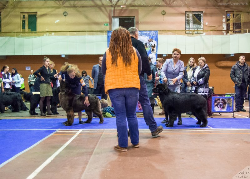 Фото: ньюфаундленд Brownblood MSK Drimi Ein (Браунблад МСК Дрими Эйн)