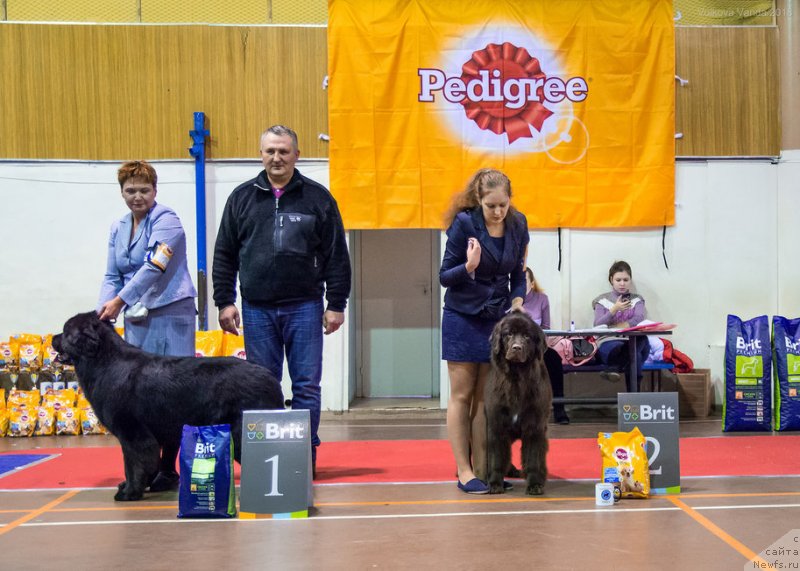 Фото: ньюфаундленд Brownblood MSK Drimi Ein (Браунблад МСК Дрими Эйн)