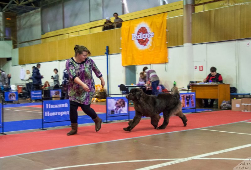 Фото: ньюфаундленд Brownblood MSK Drimi Ein (Браунблад МСК Дрими Эйн)