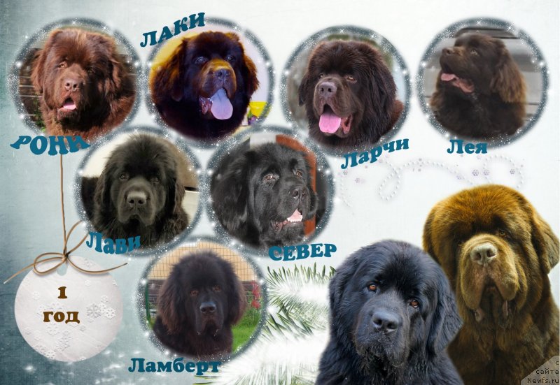 Фото: ньюфаундленд Brownblood MSK Lyon Labi-Roni (Браунблад  МСК Лион Лаби-Рони), ньюфаундленд Brownblood MSK Livona Liba (Браунблад МСК Ливона Либа), ньюфаундленд Brownblood MSK Larchie Ardon (Браунблад МСК Ларчи Ардон), ньюфаундленд Brownblood MSK Leya Aiman (Браунблад МСК Лея Айман), ньюфаундленд Brownblood MSK Lavy Neman (Браунблад MCК Лави Нэман), ньюфаундленд Brownblood MSK Lagendary North (Браунблад MCК Лэджендари Норс), ньюфаундленд Brownblood MSK Lambert Amir (Браунблад МСК Ламберт Амир), ньюфаундленд Brownblood MSK Harricane Higgins (Браунблад МСК Харрикейн Хиггенс), ньюфаундленд Esaul s Berega Dona (Есаул с Берега Дона)