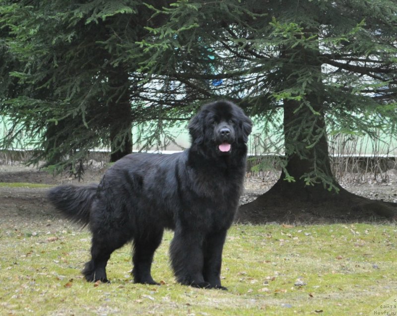 Фото: ньюфаундленд Corporevaill If Only (Корпоревайль Иф Онли)