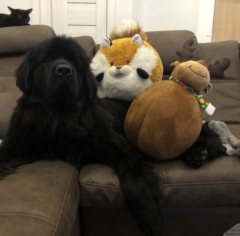 Фотография № 233338