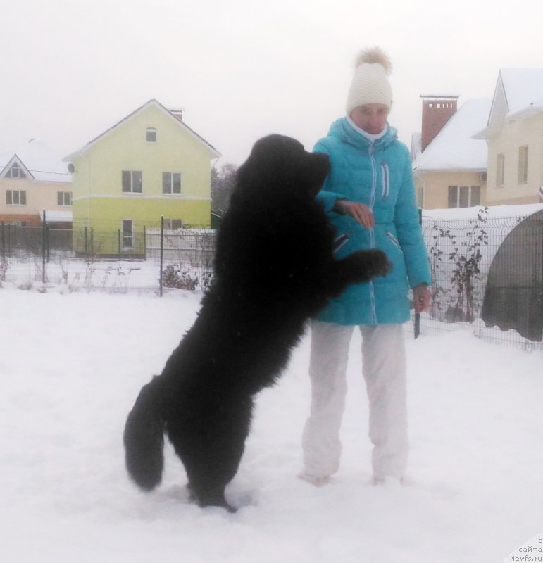 Фото: ньюфаундленд Brownblood MSK Lambert Amir (Браунблад МСК Ламберт Амир)
