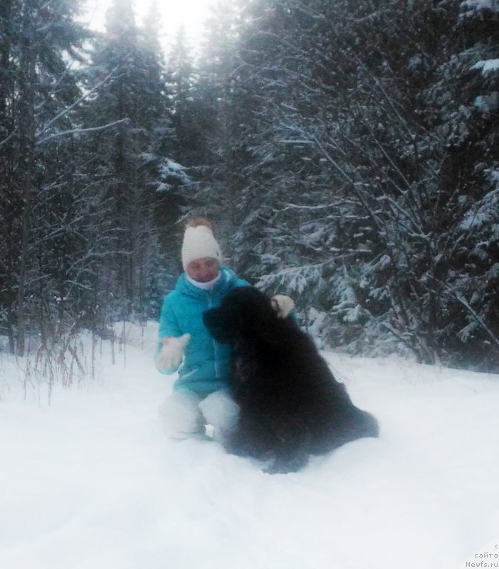 Фото: ньюфаундленд Brownblood MSK Lambert Amir (Браунблад МСК Ламберт Амир)