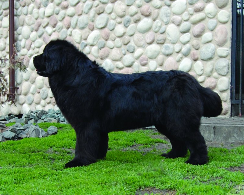 Фото: ньюфаундленд Chardonnay Kara Deniz, ньюфаундленд Chardonnay Kara Deniz