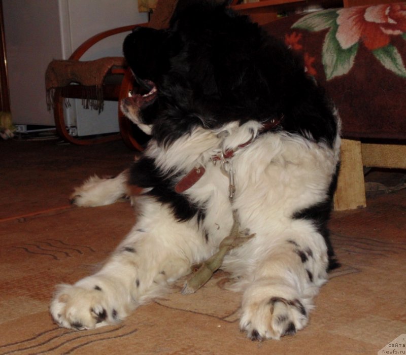 Фото: ньюфаундленд Baffi ot Karel'skih Medvedey (Баффи от Карельских Медведей)