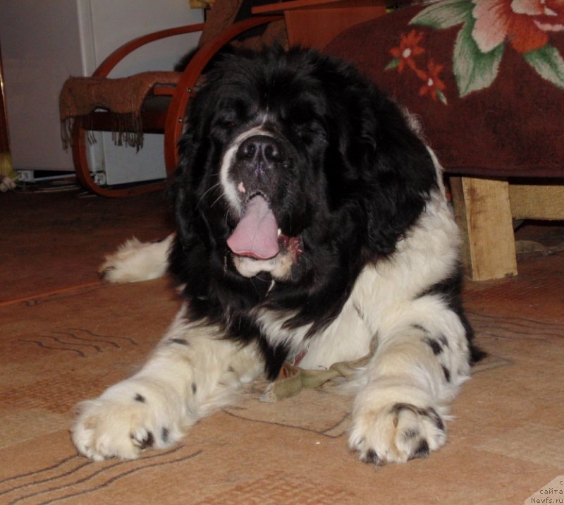 Фото: ньюфаундленд Baffi ot Karel'skih Medvedey (Баффи от Карельских Медведей)