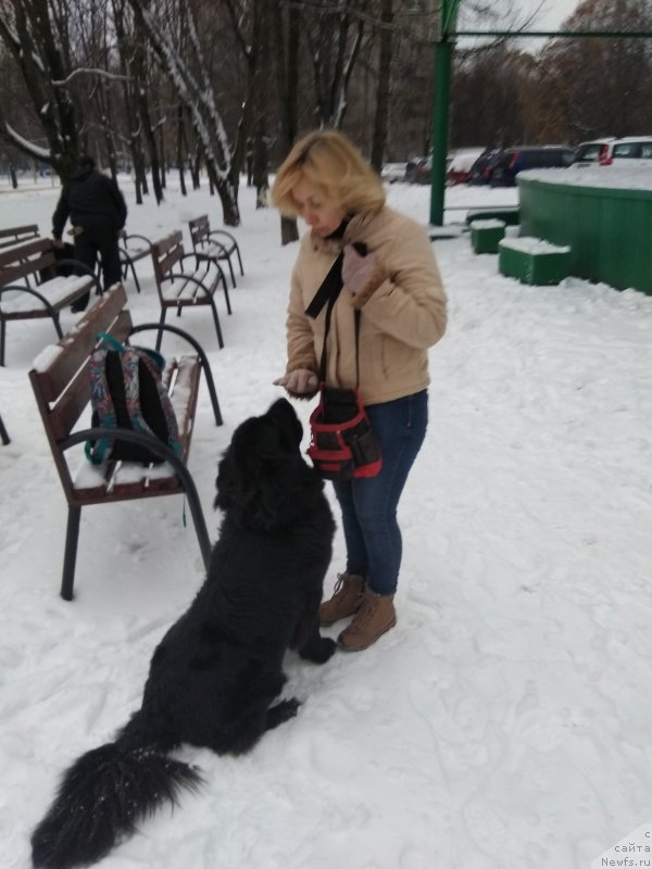 Фото: ньюфаундленд May Frend Newfy Lavender Palm (Май Френд Ньюфи Лавендэ Палм)