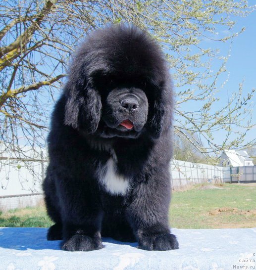 Фото: ньюфаундленд Darkflight Izumrud dlya Zamka Melvin (Даркфлайт Изумруд для Замка Мелвин)