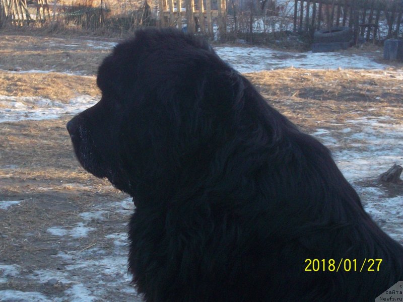 Фото: ньюфаундленд Super Premium Nao Del Trato (Супер Премиум Нао Дел Трато)