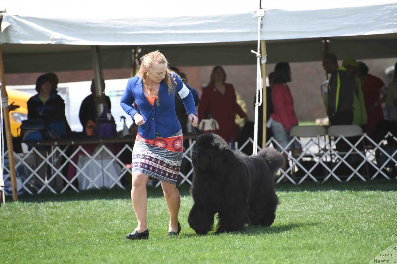 Фото: ньюфаундленд Tempests Mollybrooks Watermark