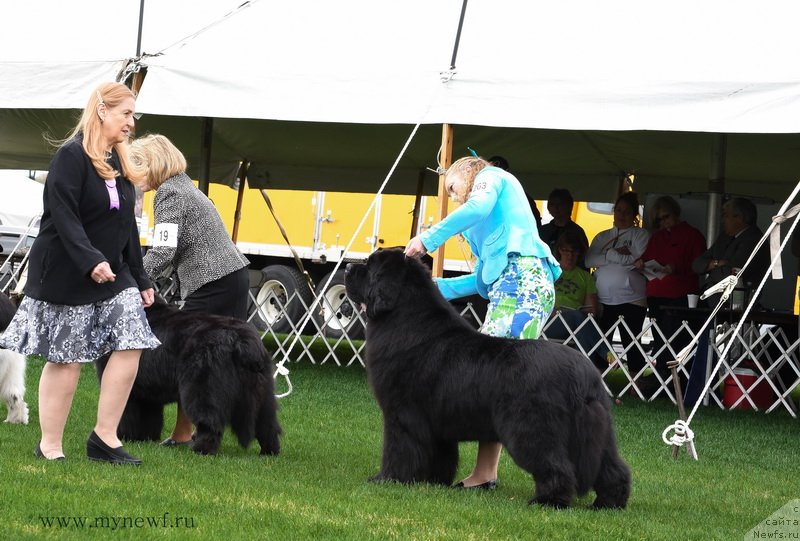 Фото: ньюфаундленд Tempests Mollybrooks Watermark