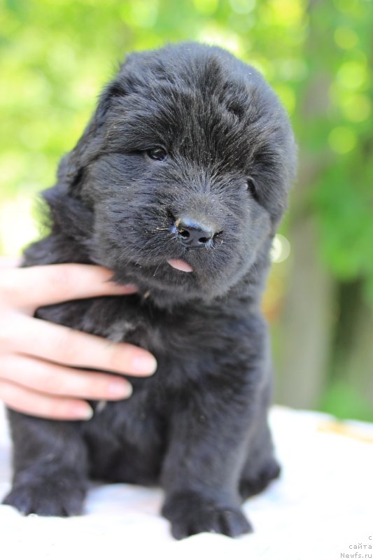 Фото: ньюфаундленд Key Tu Future (Кей Ту Футуре)