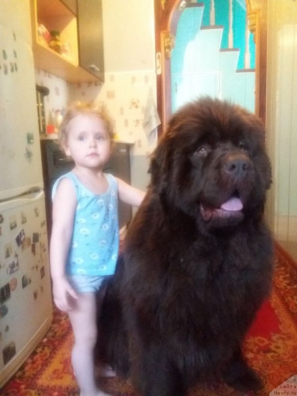 Фото: ньюфаундленд Braunblad MSK Betani YEys (Браунблад МСК Бетани Эйс)