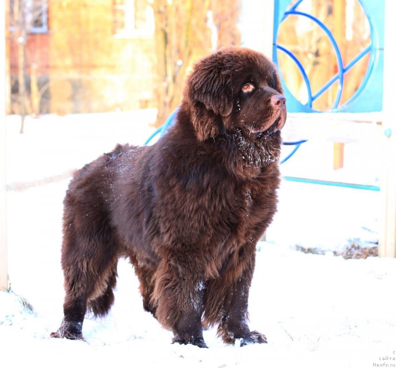 Фото: ньюфаундленд Braunblad MSK Daymond Maks (Браунблад МСК Даймонд Макс)