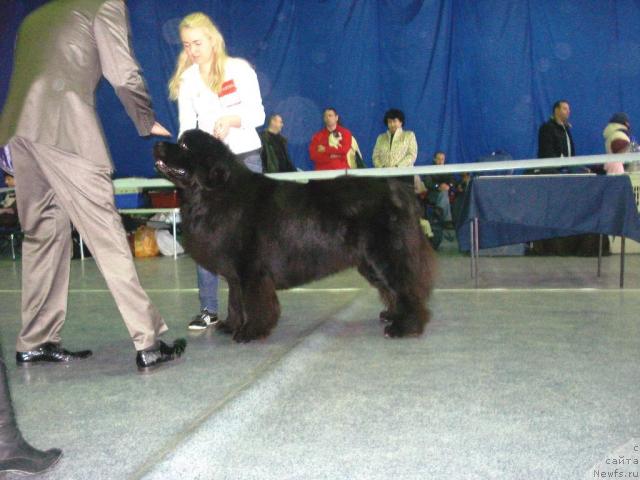 Фото: ньюфаундленд O Black Diamond Little Bear (О Блек Диамонд Литтл Беар)