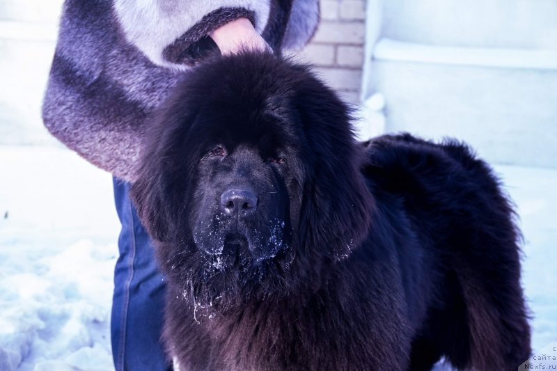 Фото: ньюфаундленд Super Premium Elizabet (Супер Премиум Элизабет)