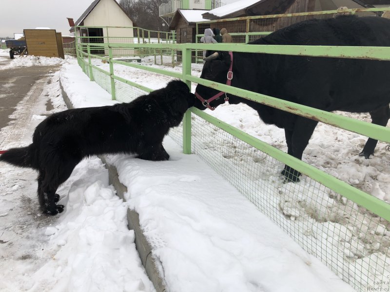 Фото: ньюфаундленд Brownblood MSK Lavy Neman (Браунблад MCК Лави Нэман)