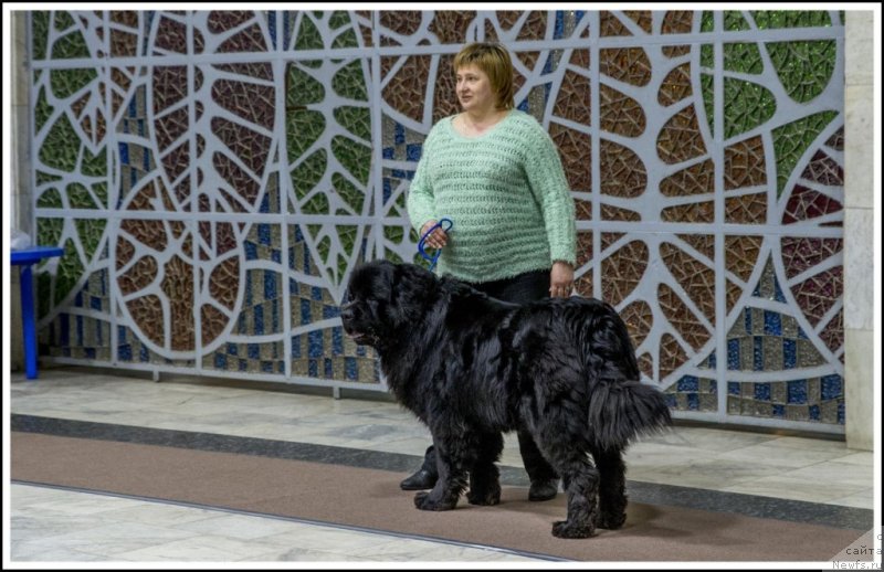 Фото: ньюфаундленд P'er Livi (Пьер Ливи)