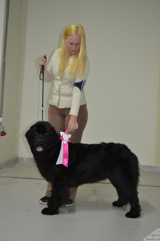 Фото: ньюфаундленд May Frend Newfy Lavender Palm (Май Френд Ньюфи Лавендэ Палм)