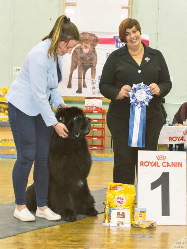 Фото: ньюфаундленд Smigar Tango in the Night (Смигар Танго ин зе Найт), Ekaterina Zayceva (Екатерина Зайцева)