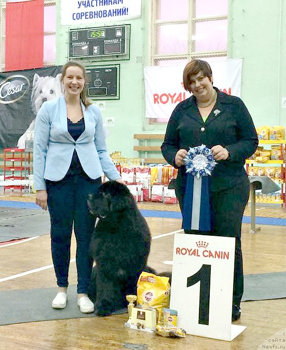 Фото: ньюфаундленд Smigar Tango in the Night (Смигар Танго ин зе Найт), Ekaterina Zayceva (Екатерина Зайцева)
