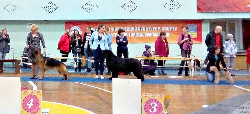 Фото: ньюфаундленд Smigar Tango in the Night (Смигар Танго ин зе Найт), Ekaterina Zayceva (Екатерина Зайцева)