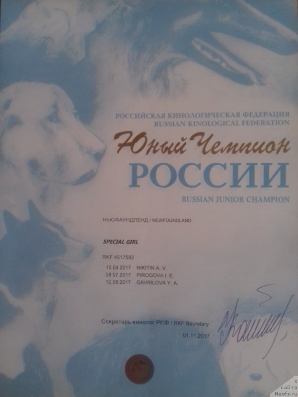 Фото: ньюфаундленд Special Girl (Специал Герл)