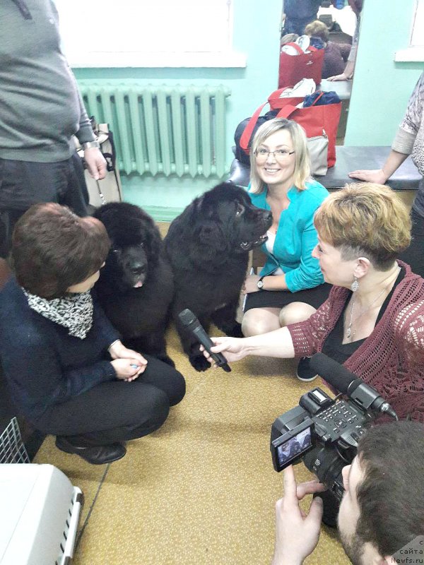 Фото: ньюфаундленд Smigar Tango in the Night (Смигар Танго ин зе Найт), Ирина Савенко, ньюфаундленд Belkonder-Club Jamaica Blue Mountin (Белкондер-Клаб Ямайка Блю Маунтин), Kseniya SCHerban' (Ксения Щербань)