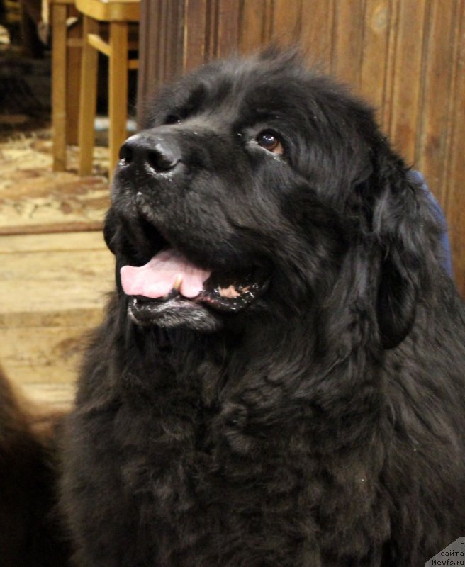 Фотография № 233489