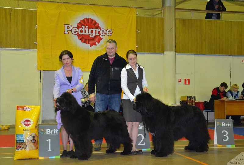 Фото: ньюфаундленд Eclipseofthemoon Newfoundlandhills Newfoundlandhills, ньюфаундленд Black Clouds Criminal Minds at Stealbears