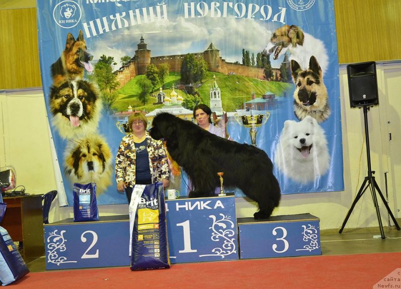 Фото: ньюфаундленд Black Clouds Criminal Minds at Stealbears