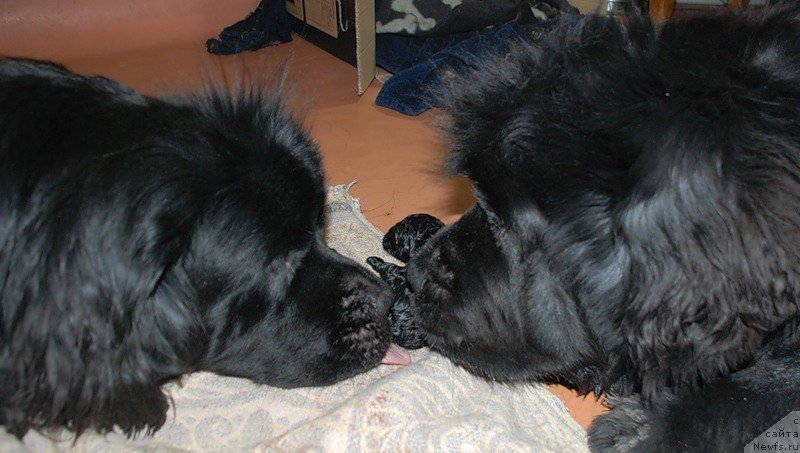Фото: ньюфаундленд Talula Bell (Талула Белл), ньюфаундленд Tselogo Mira Malo iz Arkaima (Целого Мира Мало из Аркаима), ньюфаундленд Belkonder-Club Dostuchat'sya Do Nebes (Белкондер-Клаб Достучаться До Небес)