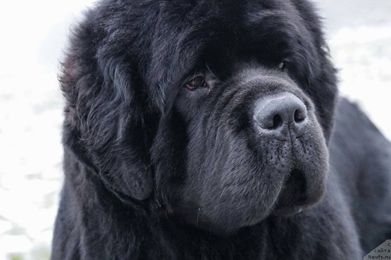 Фотография № 233506