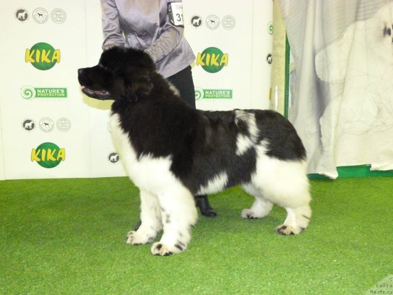 Фотография № 233529