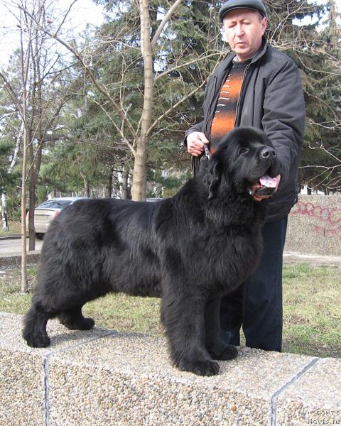 Фото: ньюфаундленд Viktoriya s Zolotogo Prazdnika (Виктория с Золотого Праздника)