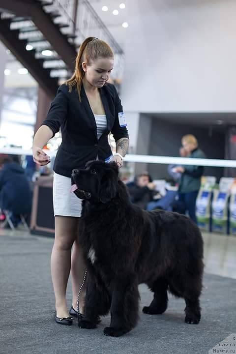 Фото: ньюфаундленд N'yufort Jordjiya (Ньюфорт Жорджия)