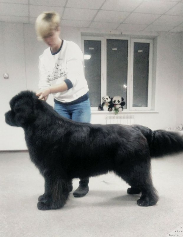 Фото: ньюфаундленд Dobryinya ot Sibirskogo Medvedya (Добрыня от Сибирского Медведя)