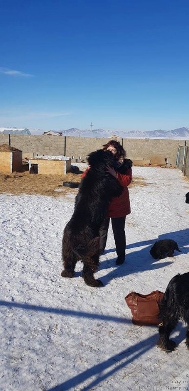 Фото: ньюфаундленд Djek Pot ot Sibirskogo Medvedya (Джек Пот от Сибирского Медведя)