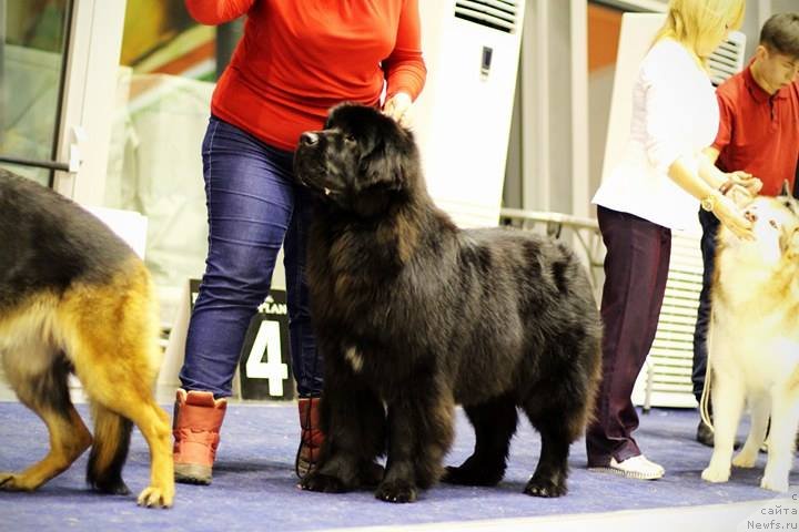 Фото: ньюфаундленд Njufort Karamel Dlya Strazhey Tatarstana (Ньюфорт Карамель для Стражей Татарстана)