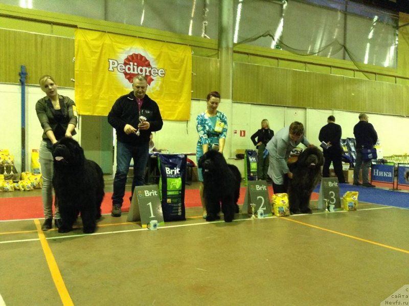 Фото: ньюфаундленд Zlato Volmari Boss (Злато Волмари Босс)