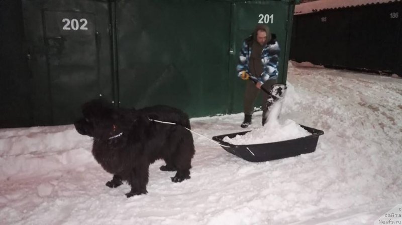 Фото: ньюфаундленд Njufort Amanda Blum (Ньюфорт Аманда Блум)