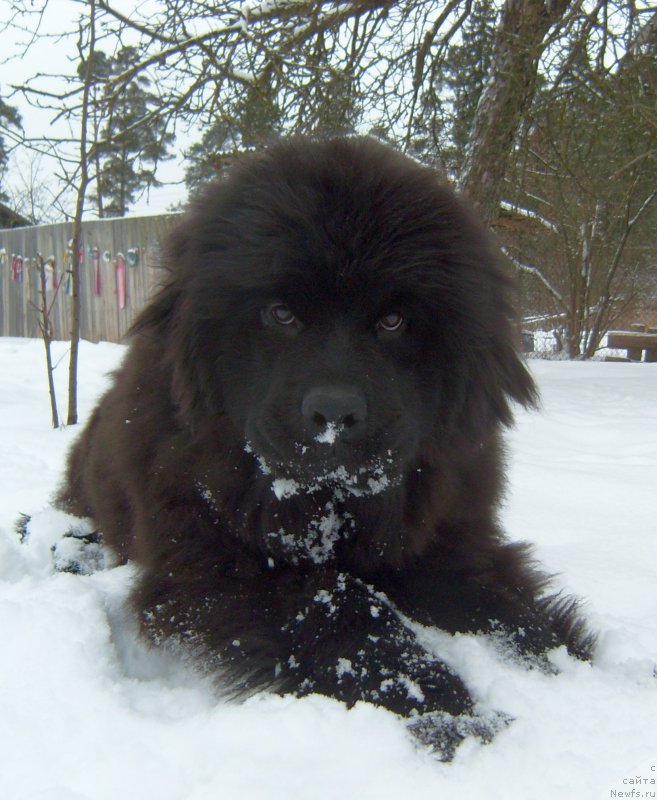 Фото: ньюфаундленд Al'fa Dar Oksa Zavinsenta (Альфа Дар Окса Завинсента)