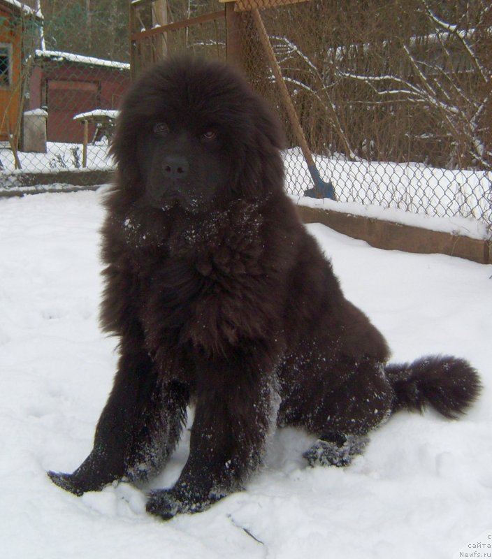Фото: ньюфаундленд Al'fa Dar Oksa Zavinsenta (Альфа Дар Окса Завинсента)