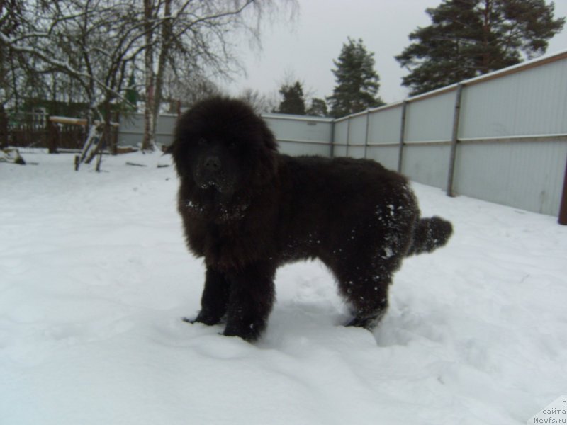 Фото: ньюфаундленд Al'fa Dar Oksa Zavinsenta (Альфа Дар Окса Завинсента)